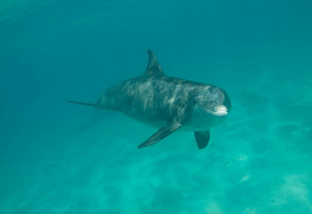 dolphin swimming and smiling in turks and caicos