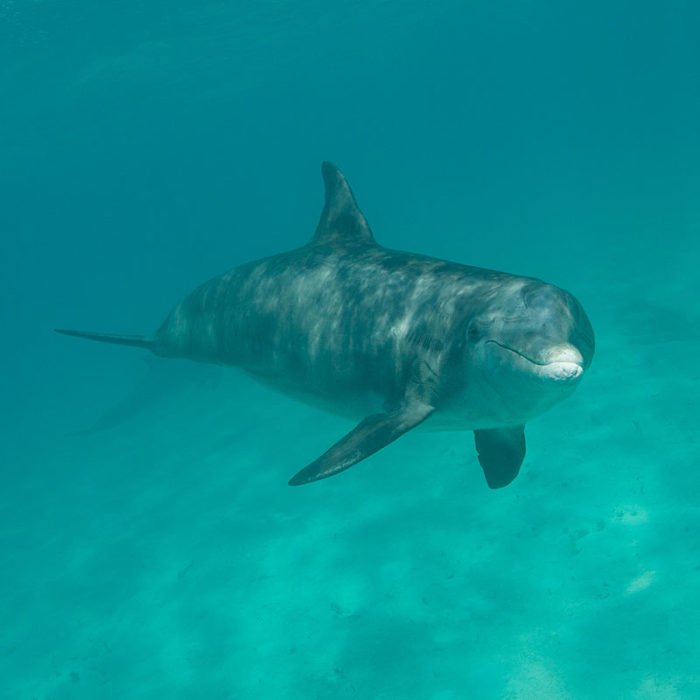 dolphin swimming and smiling in turks and caicos