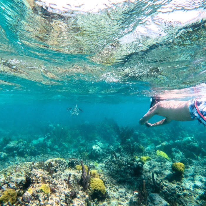 snorkeler follows a sea turtle along coral reef