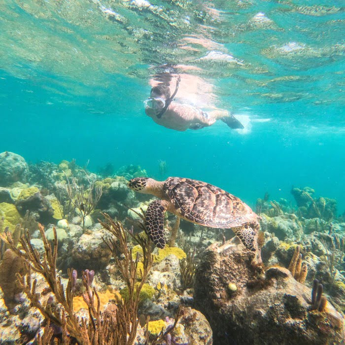 snorkeler spots sea turtle in coral reef