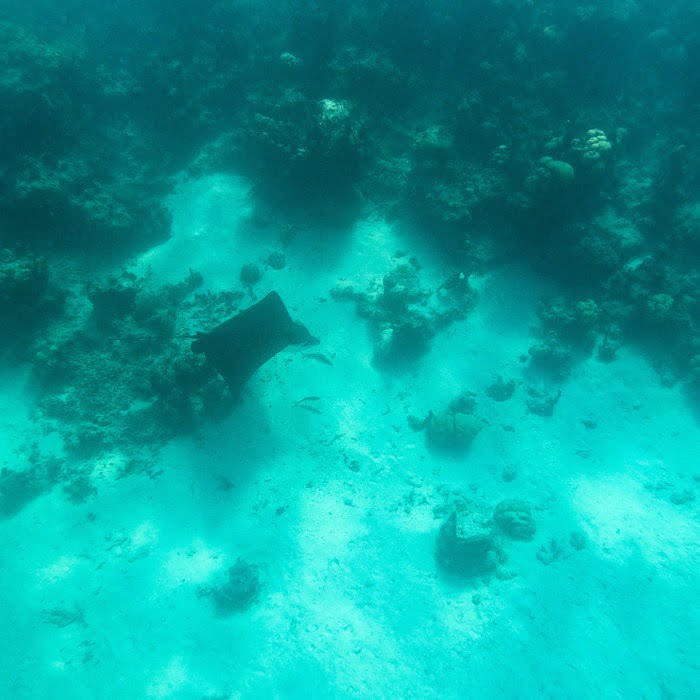 sting ray swims near coral reef