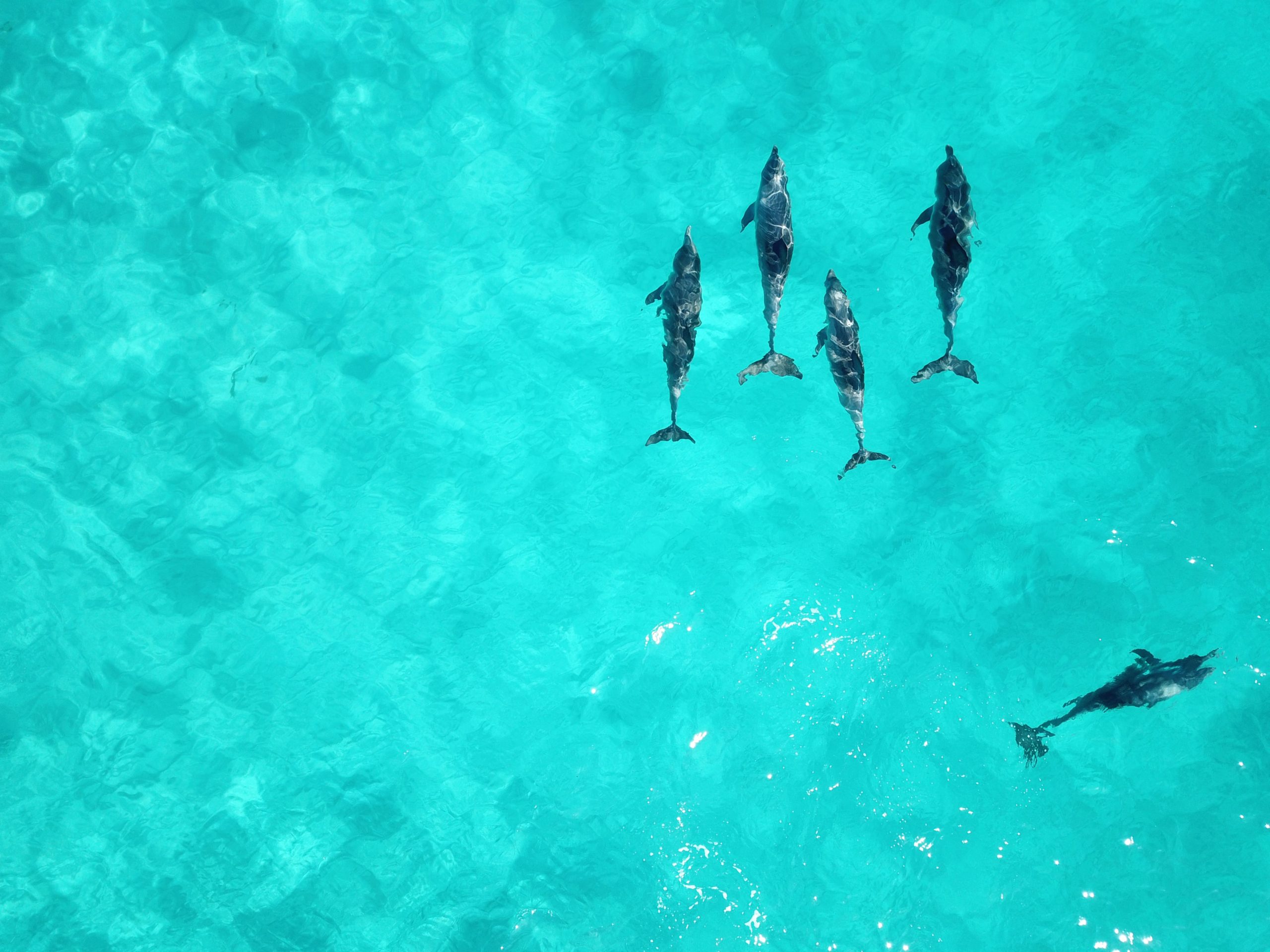 overhead photo of swimming with dolphins in the Turks and Caicos