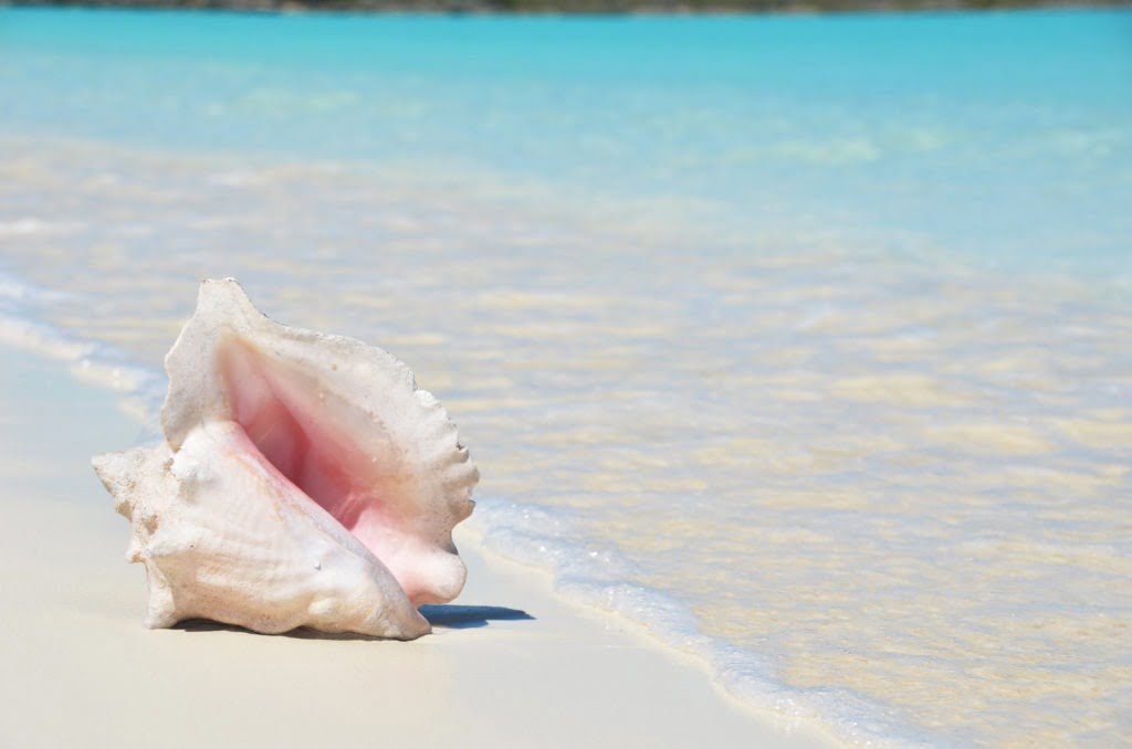 conch shell sitting on the beach near the water
