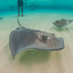 swimming stingray in shallow water