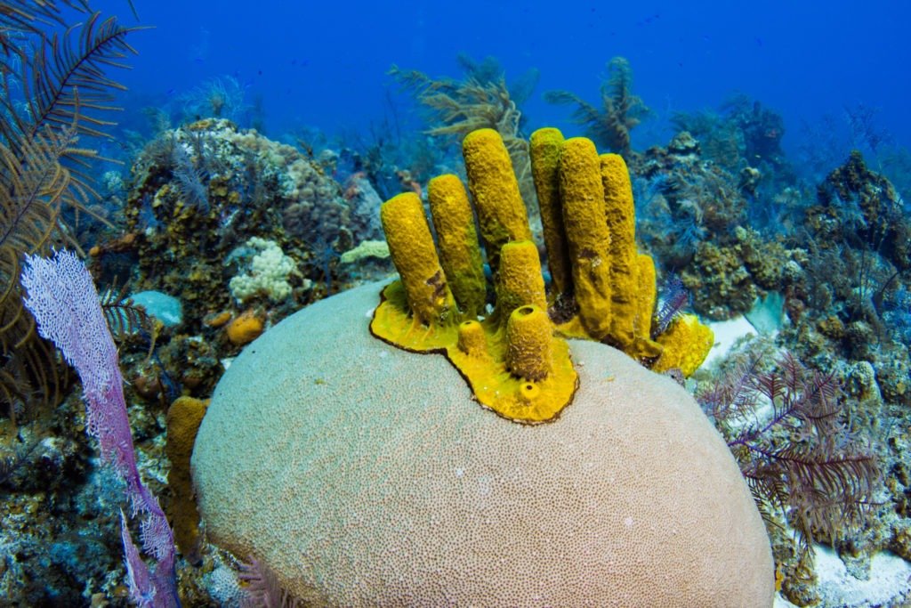 underwater view of yellow sea sponges on a rock while snorkeling in Turks and Caicos