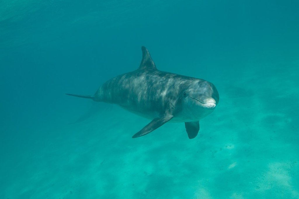 Dolphin swimming underwater with a blue-green background.