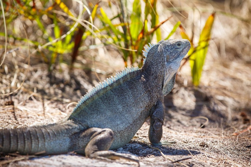 Iguana on sandy ground with grass and plants in the background.