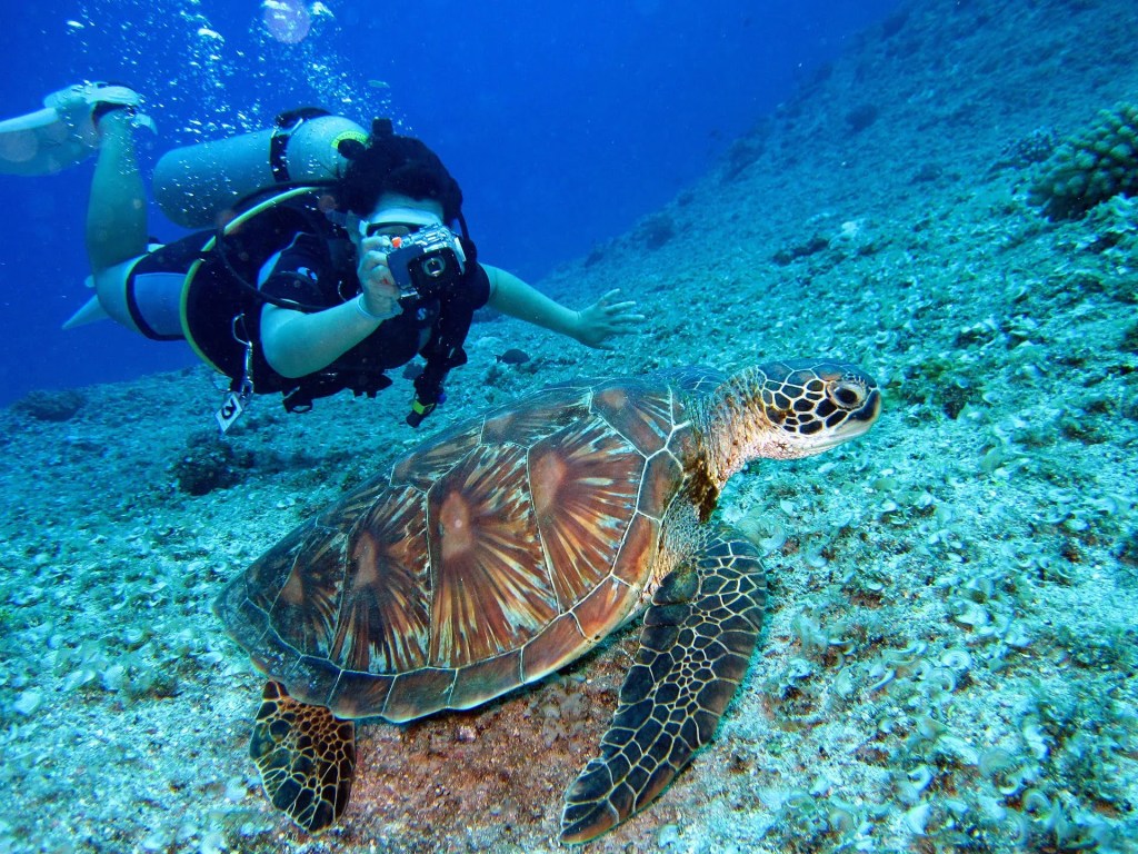 Scuba diver photographing a sea turtle underwater over rocky seabed.