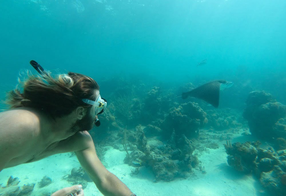 Person snorkeling near a stingray in clear blue water
