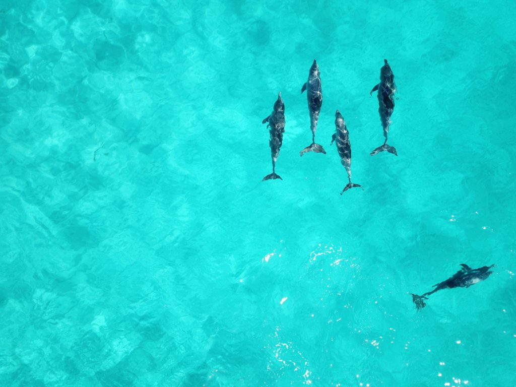 Five dolphins swimming in clear turquoise water, viewed from above.