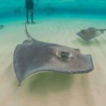 Stingray swimming in shallow, clear water near people standing in the background.
