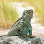 Iguana standing on a log with grass in the background.