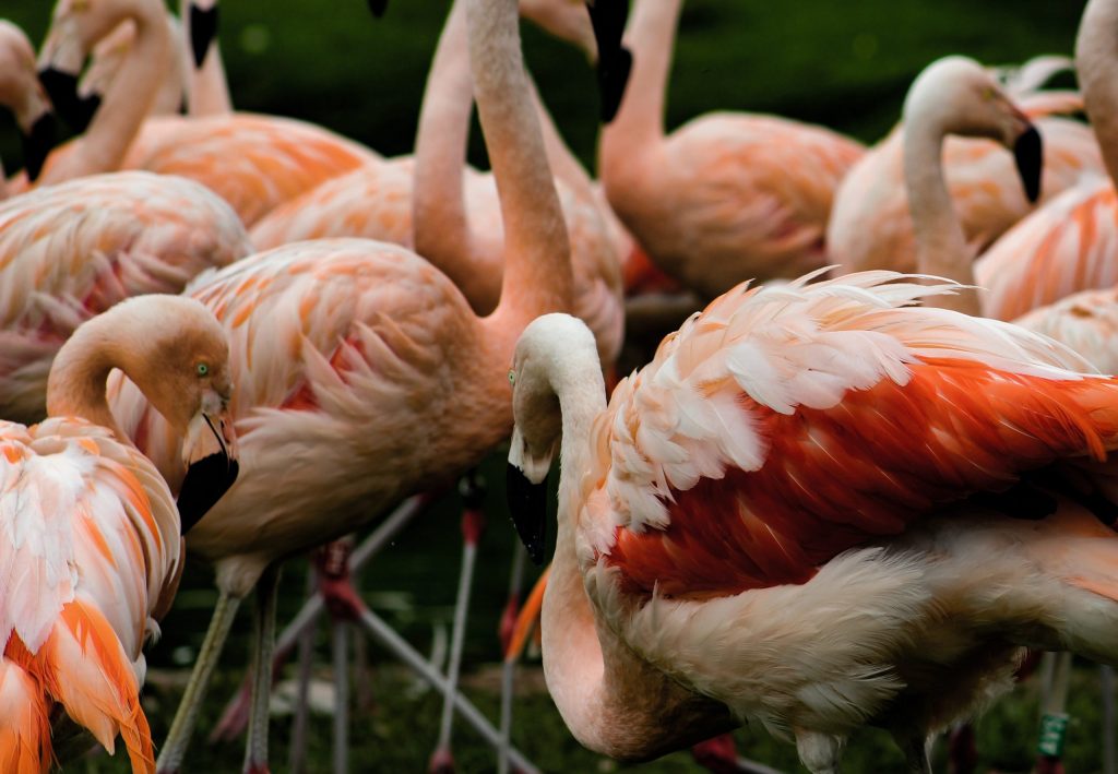Group of pink flamingos standing closely together.