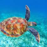 Sea turtle swimming underwater over a sandy ocean floor.