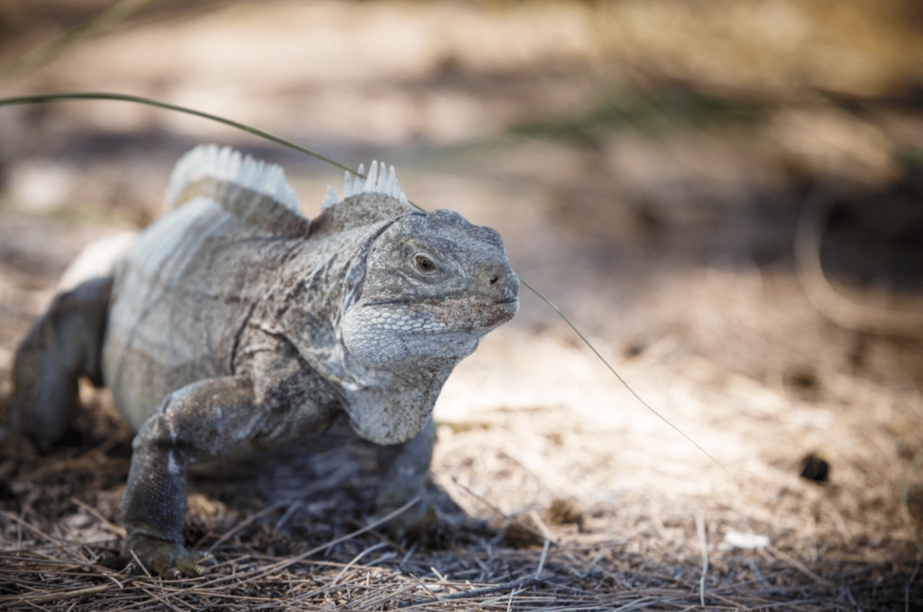 Iguana on dry grass in natural habitat, facing the camera.