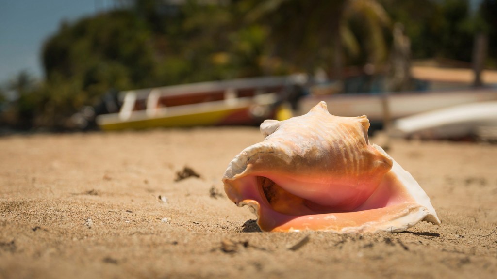 Large conch shell on sandy beach with blurred boats and trees in background.