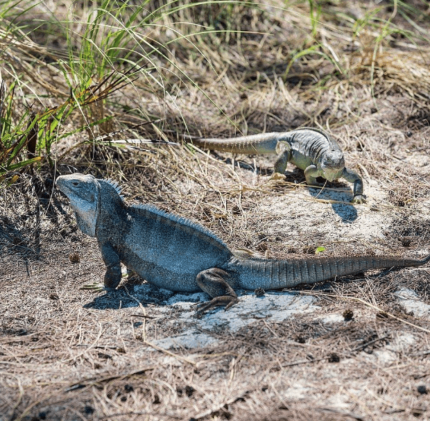 Two iguanas on dry grass and dirt in sunlight.