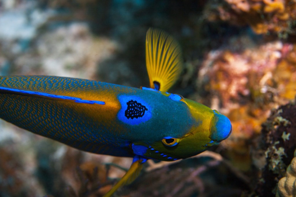 Vibrant fish with blue, green, and yellow colors swimming near coral.