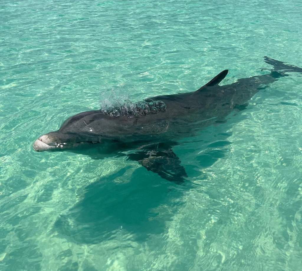 Dolphin swimming underwater in clear turquoise sea.
