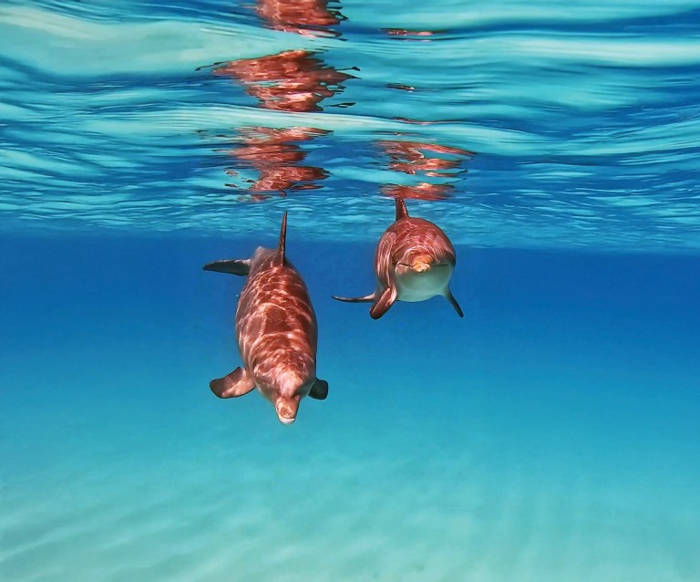 Two dolphins swimming underwater with reflections on the surface.