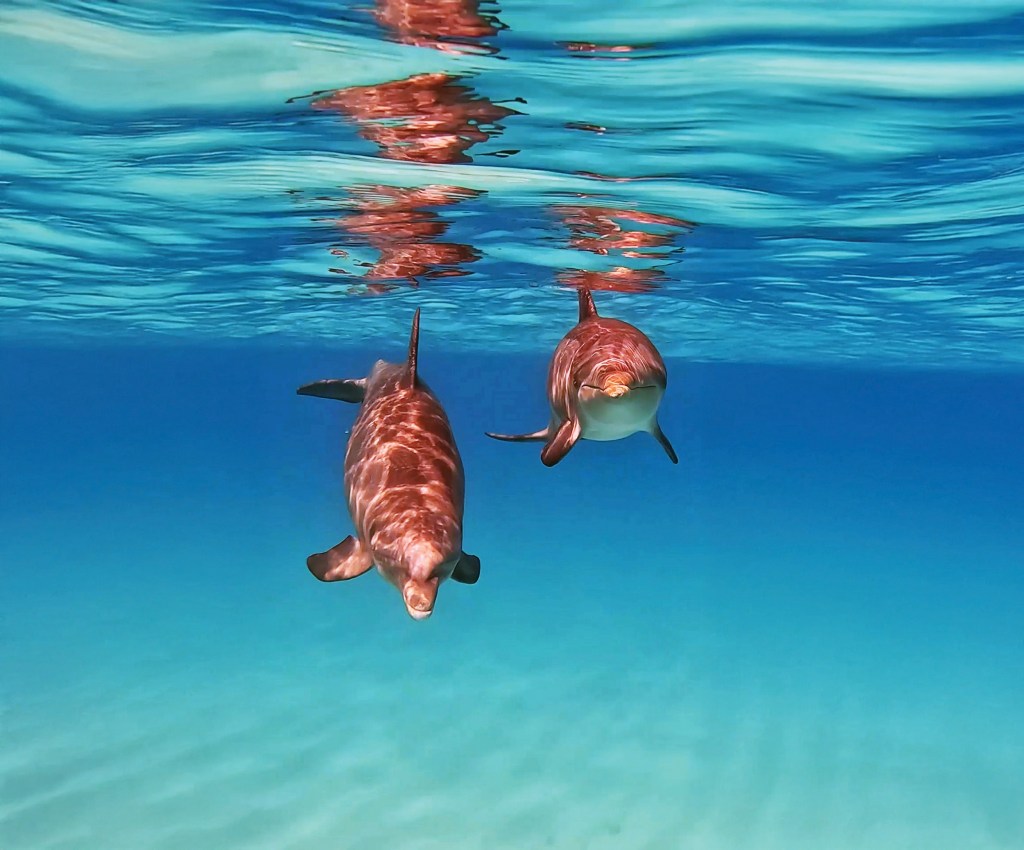 Two dolphins swimming underwater with reflections on the surface.