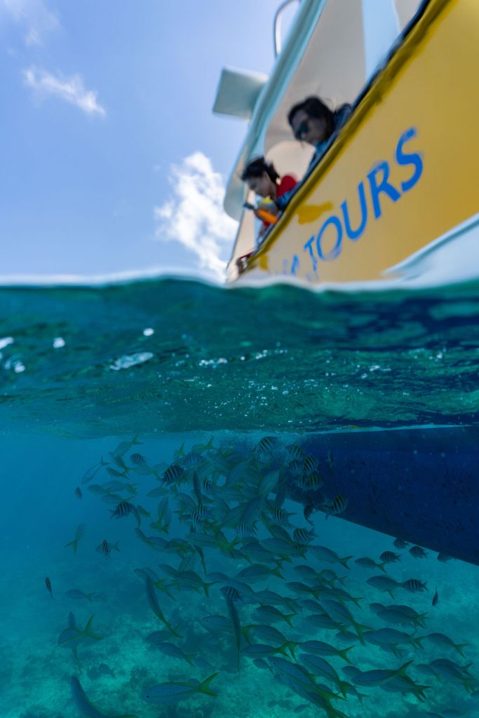 View of people on a boat above water and fish swimming underwater.