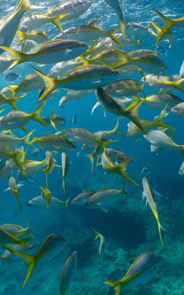 School of yellow-tailed fish swimming underwater in clear blue ocean.