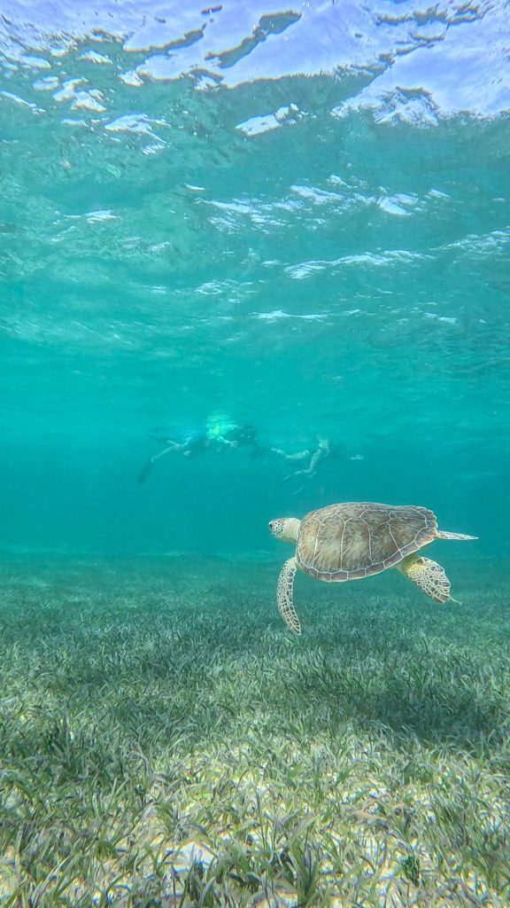 Sea turtle swimming underwater near ocean surface and vegetation.