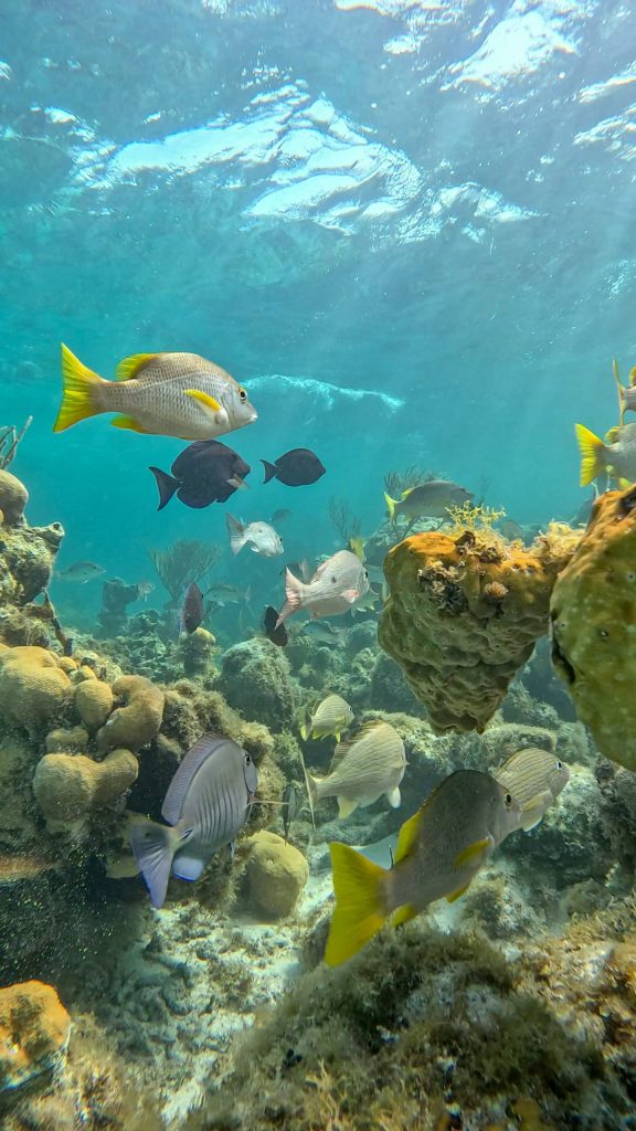 Colorful fish swimming around coral reef underwater.