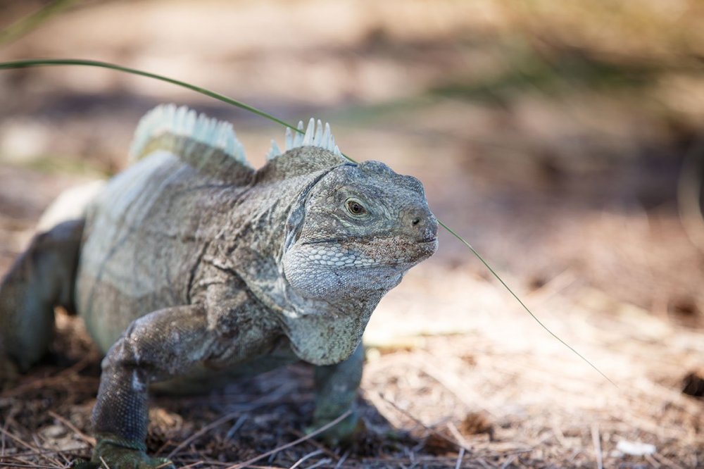 a lizard on a rock