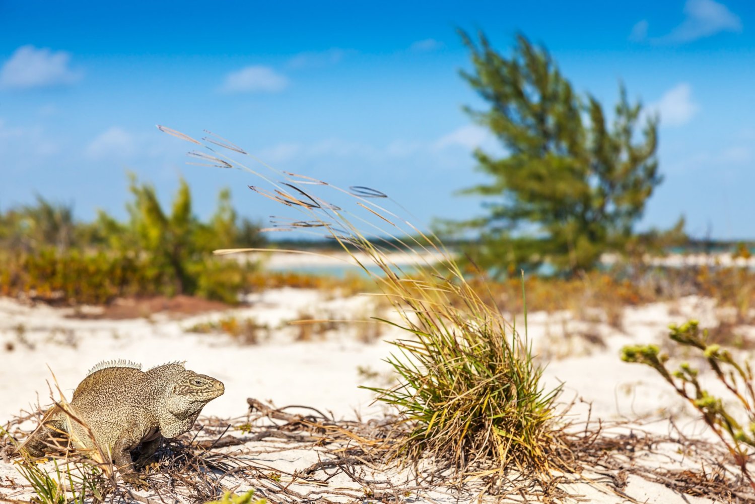 a bird standing on a rocky beach