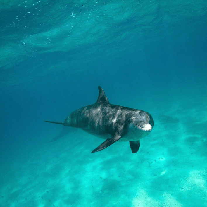 a fish swimming under water