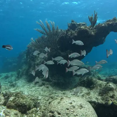 underwater view of a large rock