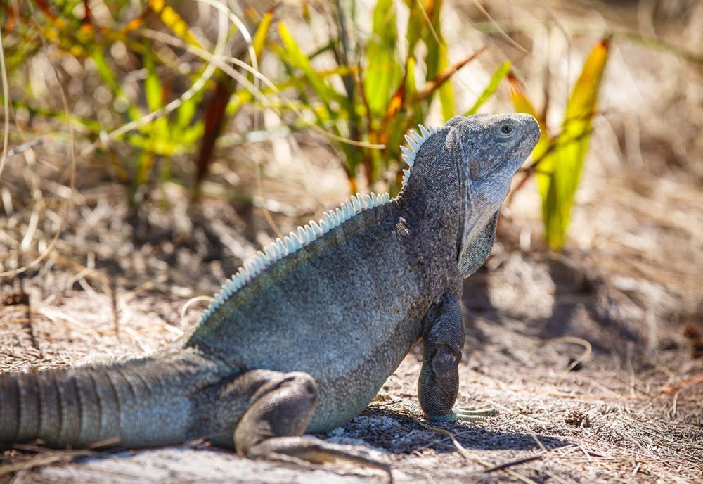 a close up of a lizard