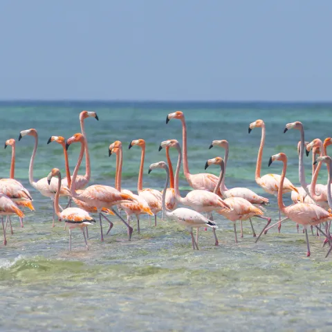 a flock of seagulls are standing in the water