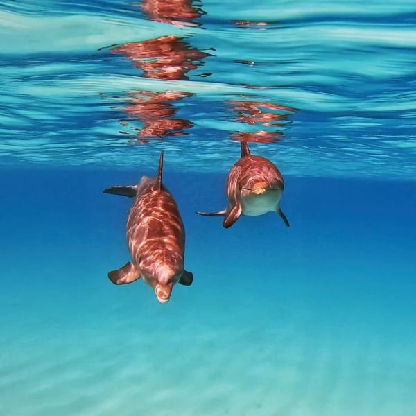 Two dolphins swimming underwater in clear blue ocean with reflections.