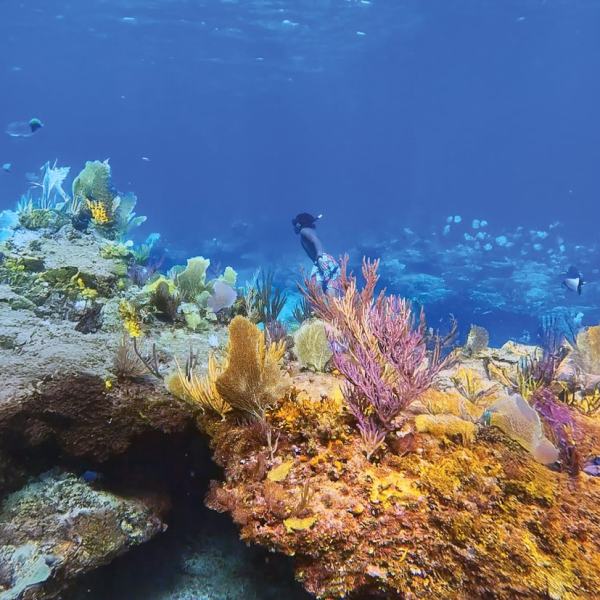 Colorful coral reef with diver swimming underwater in clear blue ocean.