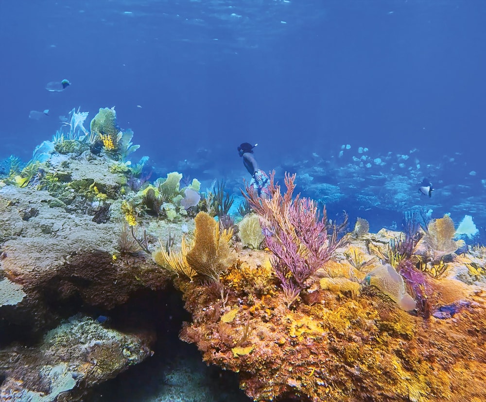 Colorful coral reef with diver swimming underwater in clear blue ocean.